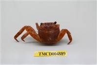 藏品(白紋方蟹)的圖片